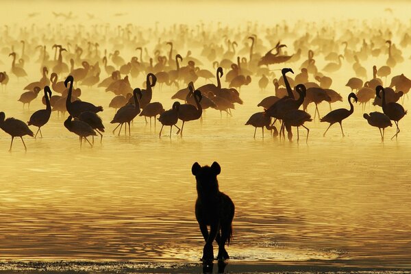 Flamingos haben wenig Wasser, aber viele Hyänen