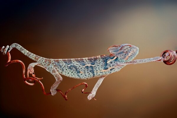 Cargando un camaleón. Estiramiento de reptiles