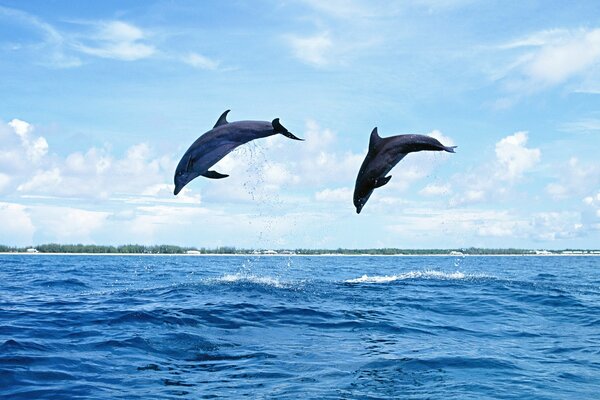 Salto de delfines contra el cielo