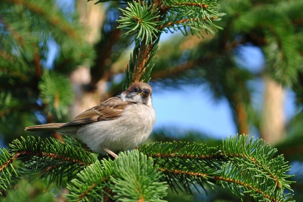 Ein Spatz sitzt auf Zweigen einer flauschigen Tanne