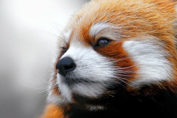Panda rouge regardant vers l avant