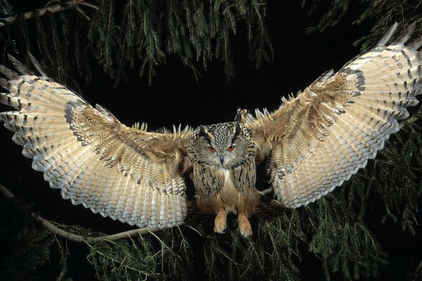 Night flight what beautiful wings an owl has after all