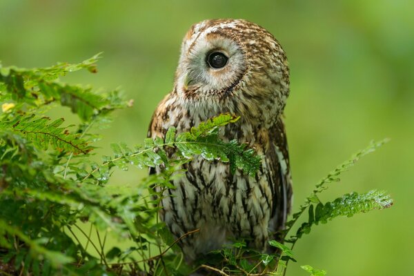 Hibou sur une branche avec un fond flou