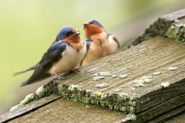 Birds sit on boards with moss