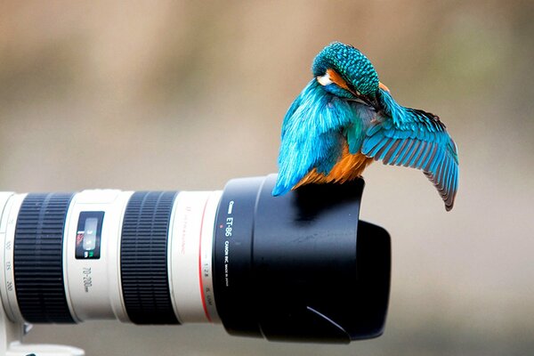 A bright kingfisher on the camera lens