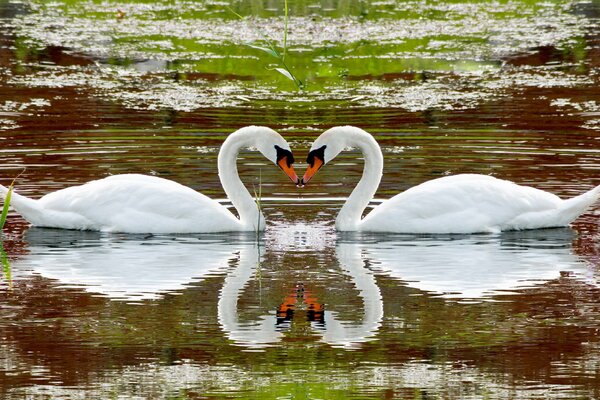 Love of beautiful swans on the lake