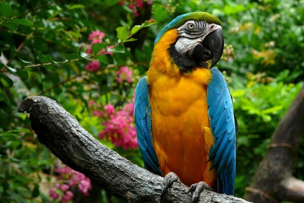 Animales. Ave. Loro guacamayo