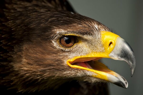 Águila carnívora hermosa polla grande