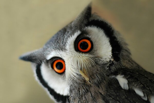 The head of an owl bird on a gray background