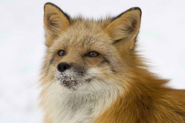 Ruda lisica zimą, patrzy w dal