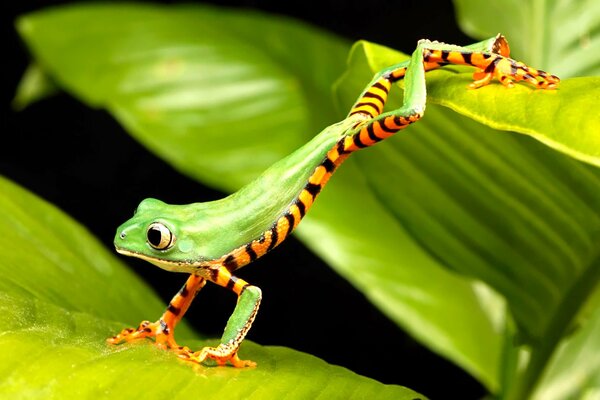 Rare frog by leaves