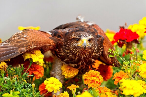 Le regard prédateur de l oiseau dans les soucis