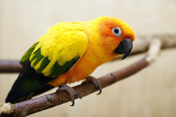 Yellow parrot on a branch near