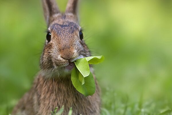 A hare with leaves in the green grass