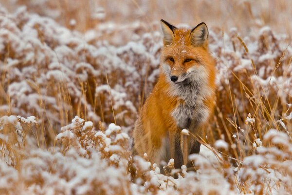 Un zorro en un campo cubierto de nieve