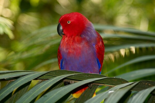 Colorful parrot in the foliage