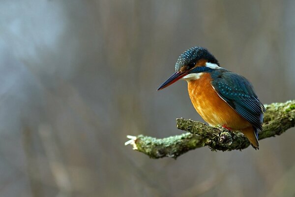 A beautiful kingfisher with a bright breast on a branch