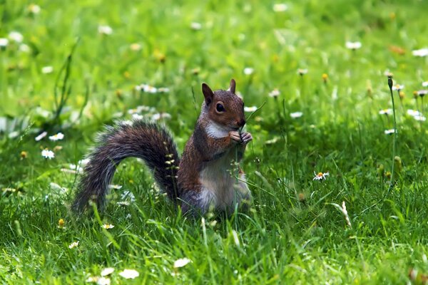 Squirrel in a juicy flower meadow