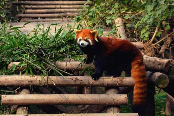 A red-haired animal climbed a wooden fence