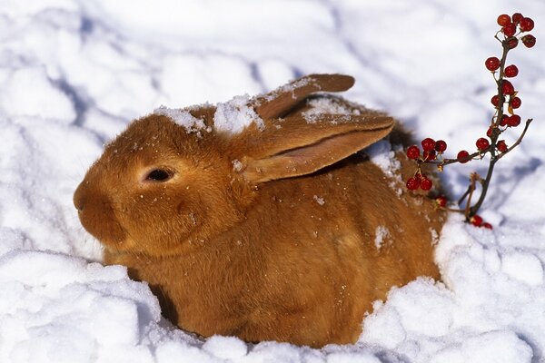 Pelirroja liebre se sienta en la nieve blanca