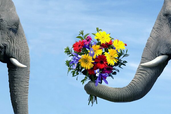 L éléphant donne des fleurs à l éléphant