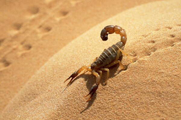 Sand scarpions leave their footprints