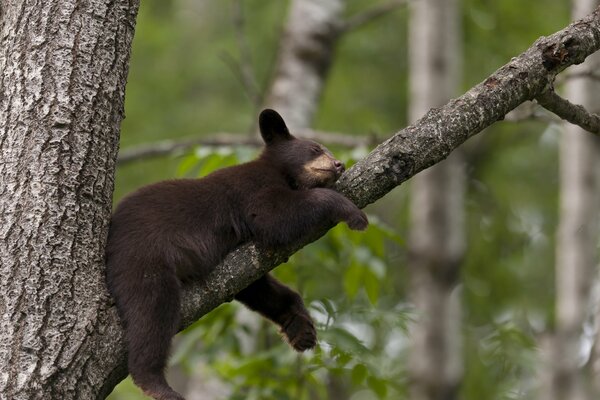 The bear cub sleeps on a tree branch