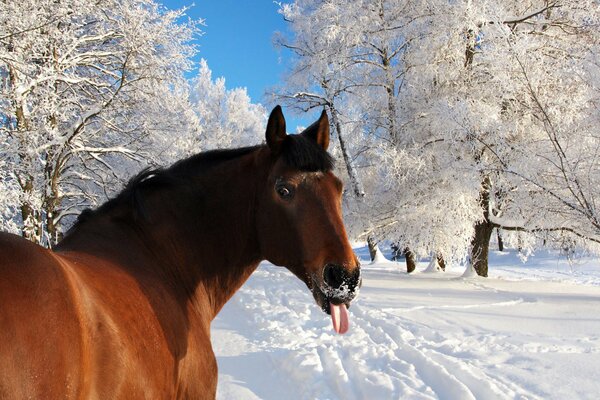 Horse humor. Frozen tongue