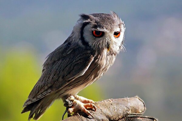 A sad owl is tied with a rope by a paw