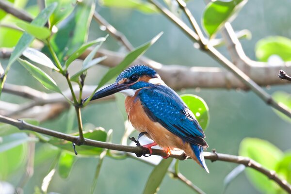 Un Martin-pêcheur est assis sur une branche avec des feuilles vertes