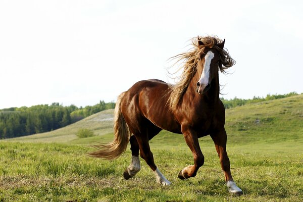 A horse on a green meadow in its natural habitat