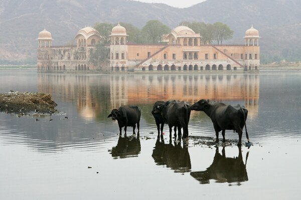 Cows on an Indian lake