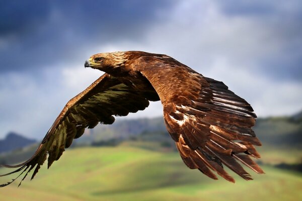 Eagle flight close-up