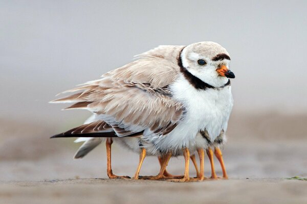 The chicks burrowed into the feathers of the bird. The family is warm and cared for