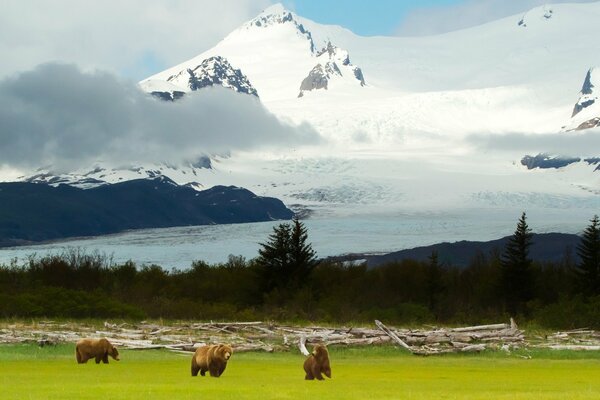 Bears and snowy landscape