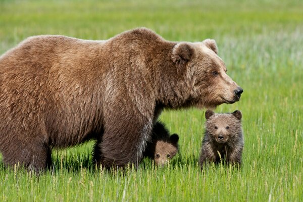 Brown bear with cubs in the grass