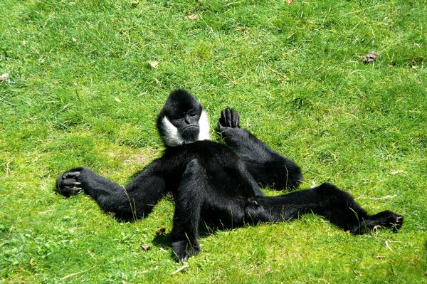 A black monkey is lying on the green grass