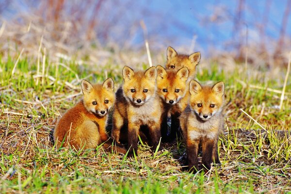 Red fox cubs are sitting on the grass