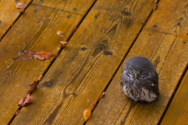 Hibou sur le sol parsemé de feuilles