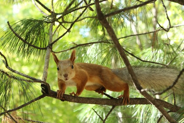 Svetki on a branch fluffy animal