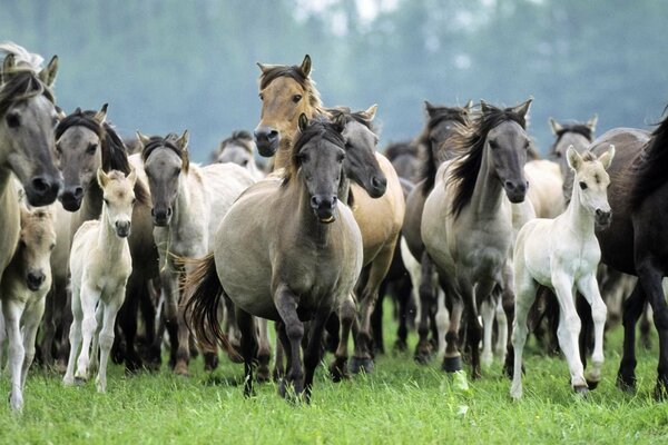 A herd of wild beautiful horses