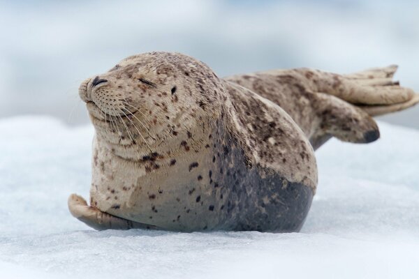 A baby seal in the snow