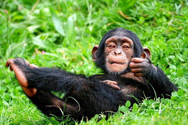 Chimpanzee resting on the grass