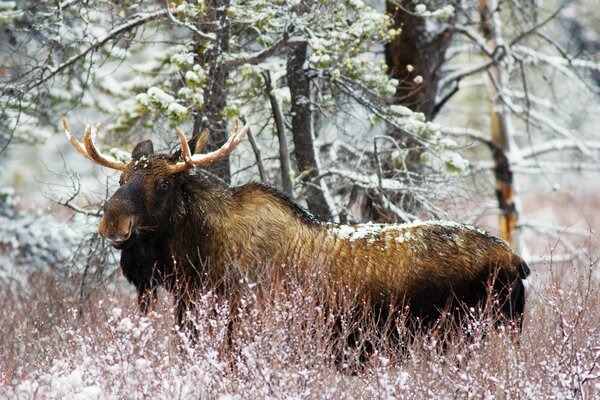 Alces en un arbusto nevado en invierno