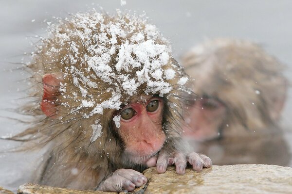 Monos de baño de invierno en aguas termales
