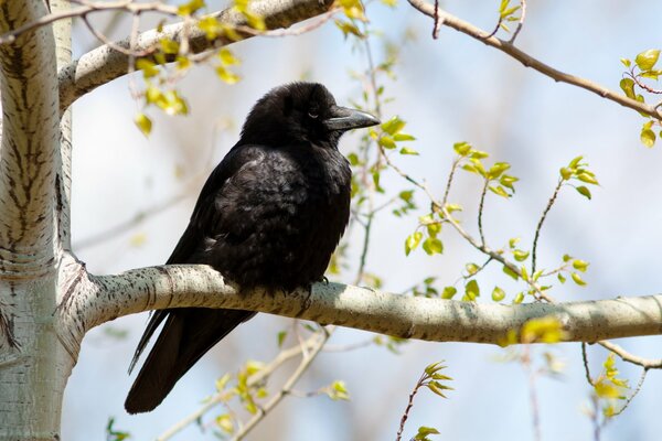 A bird is sitting on a branch in spring