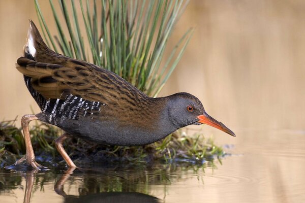 Hunting for fish birds in the pond