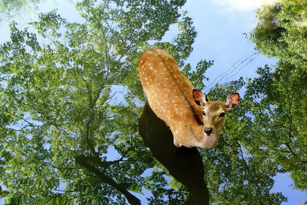 Ein Hirsch geht durch eine Pfütze im Wald