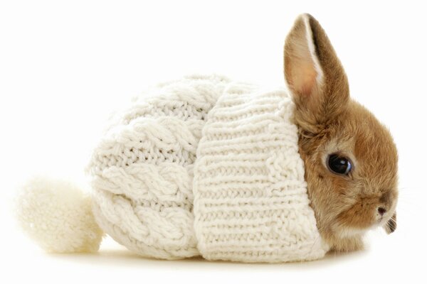 Lapin caché dans un bonnet tricoté