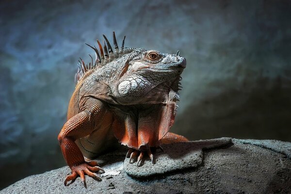 A gray iguana is sitting on a gray stone